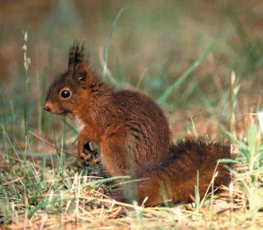 Red Squirrel Study - Fota Wildlife Park