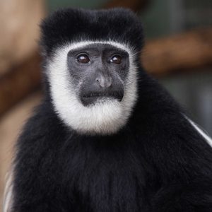 Close up of female Black and White Colobus Monkey looking off to the right, at Fota Wildlife Park