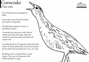 Image of Corncrake colouring sheet, black line drawing on a white background with some text