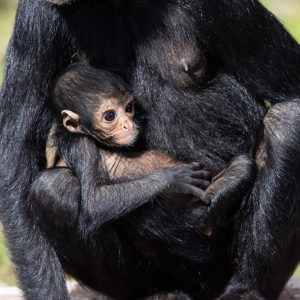 Critically Endangered Baby Columbian Black Spider Monkey born at