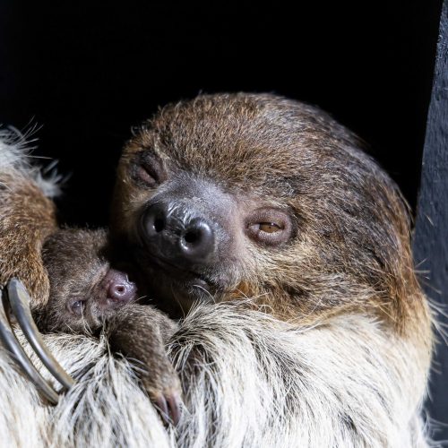 Fota Wildlife Park is delighted to announce the arrival of the first-ever baby sloth born at Fota
