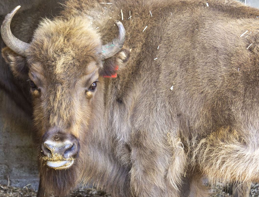 Two Fota-bred European bison released to Kent woodlands as part of reintroduction programme
