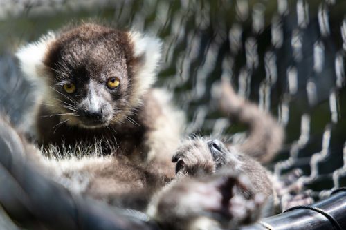 Fota Wildlife Park announces three new critically endangered Black and white ruffed lemur babies