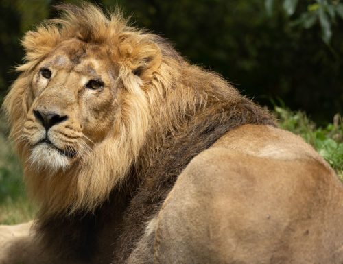 Visitors at Fota Wildlife Park can now see the new male endangered Asiatic lion, Yali