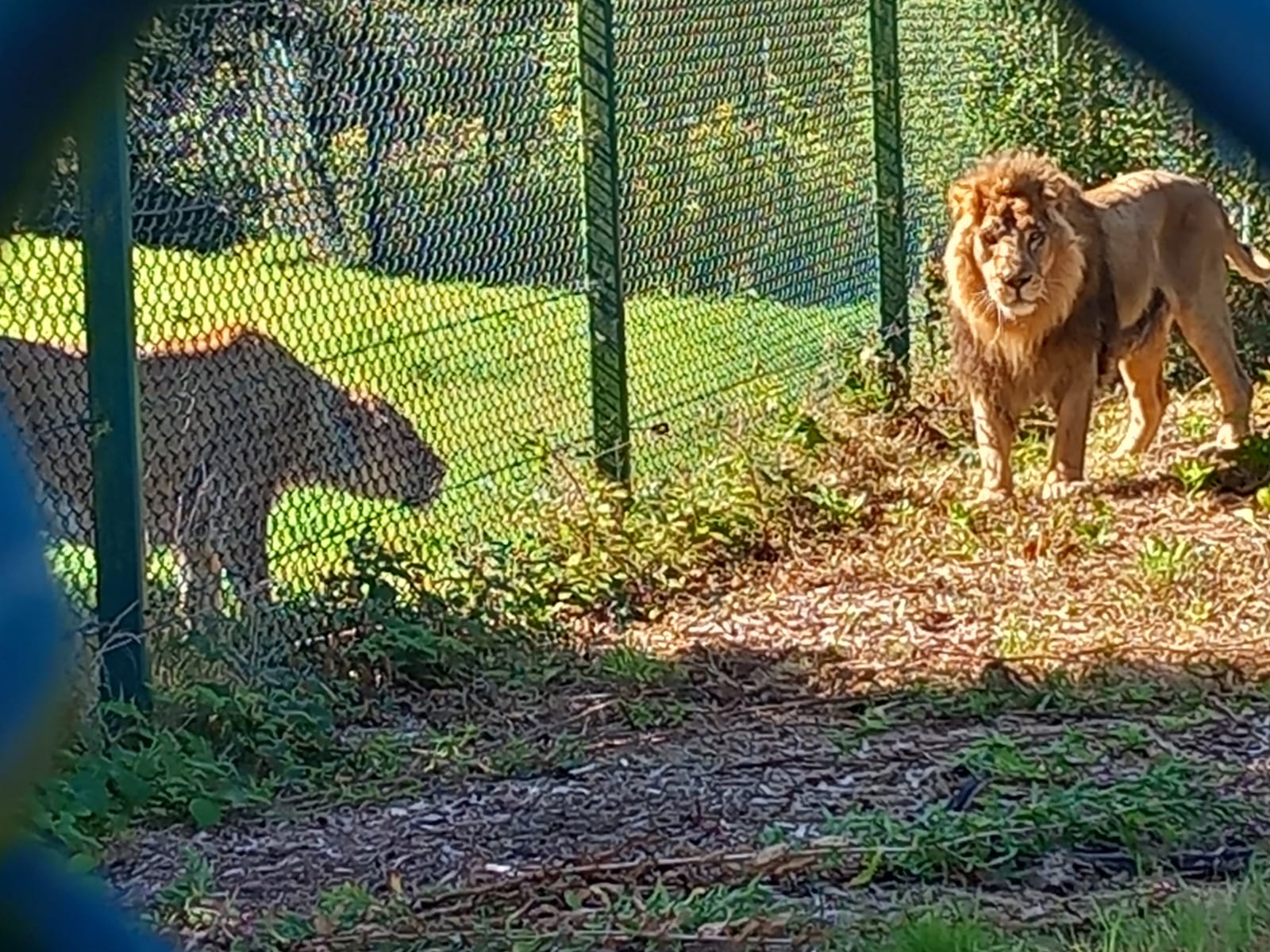 Big Cats Update from Fota Wildlife Park