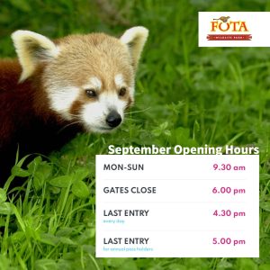 Image of red panda at Fota Wildlife Park, with text - September Opening Hours - Mon-Sun 9.30 am, Gates Close - 6.00 pm, Last Entry - 4.30 pm, Annual Pass Holders Last Entry - 5.00 pm 