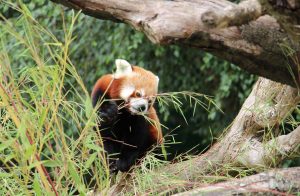 red panda eating bamboo at Fota Wildlife