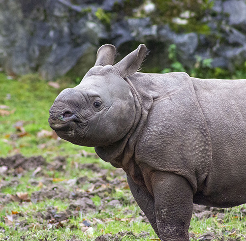 The only baby Indian rhino in Ireland has been named
