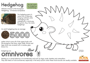 Hedgehog Colouring sheet with hedgehog facts