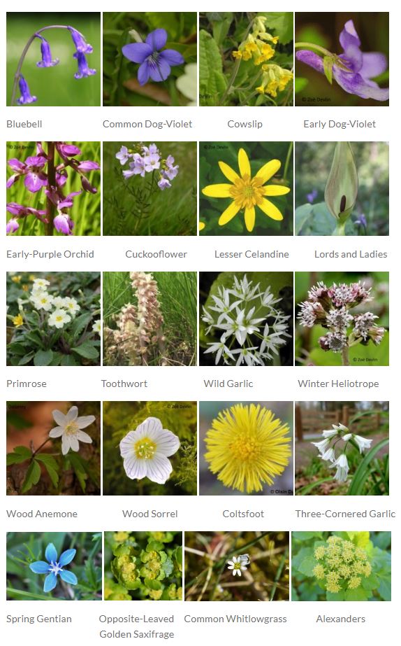 National Biodiversity Data Centre Spring Flowers Project ID