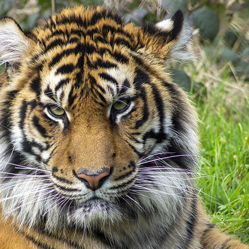 Fota Wildlife Park announces the arrival of a new female Sumatran tiger