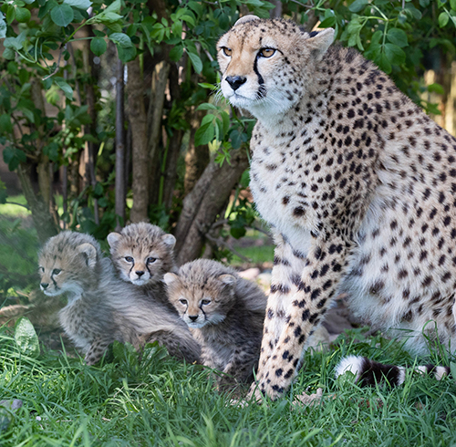 Announcing public contest to name four new cheetah cubs