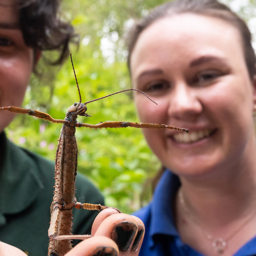 Get up close with creepie crawlies as Fota Wildlife Park hosts a Bug Bonanza Weekend