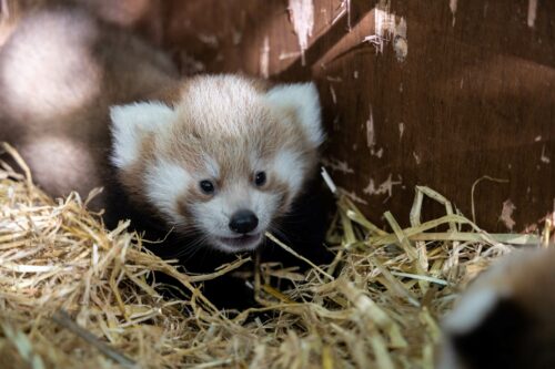 Three Red Panda Cubs born at Fota have been named