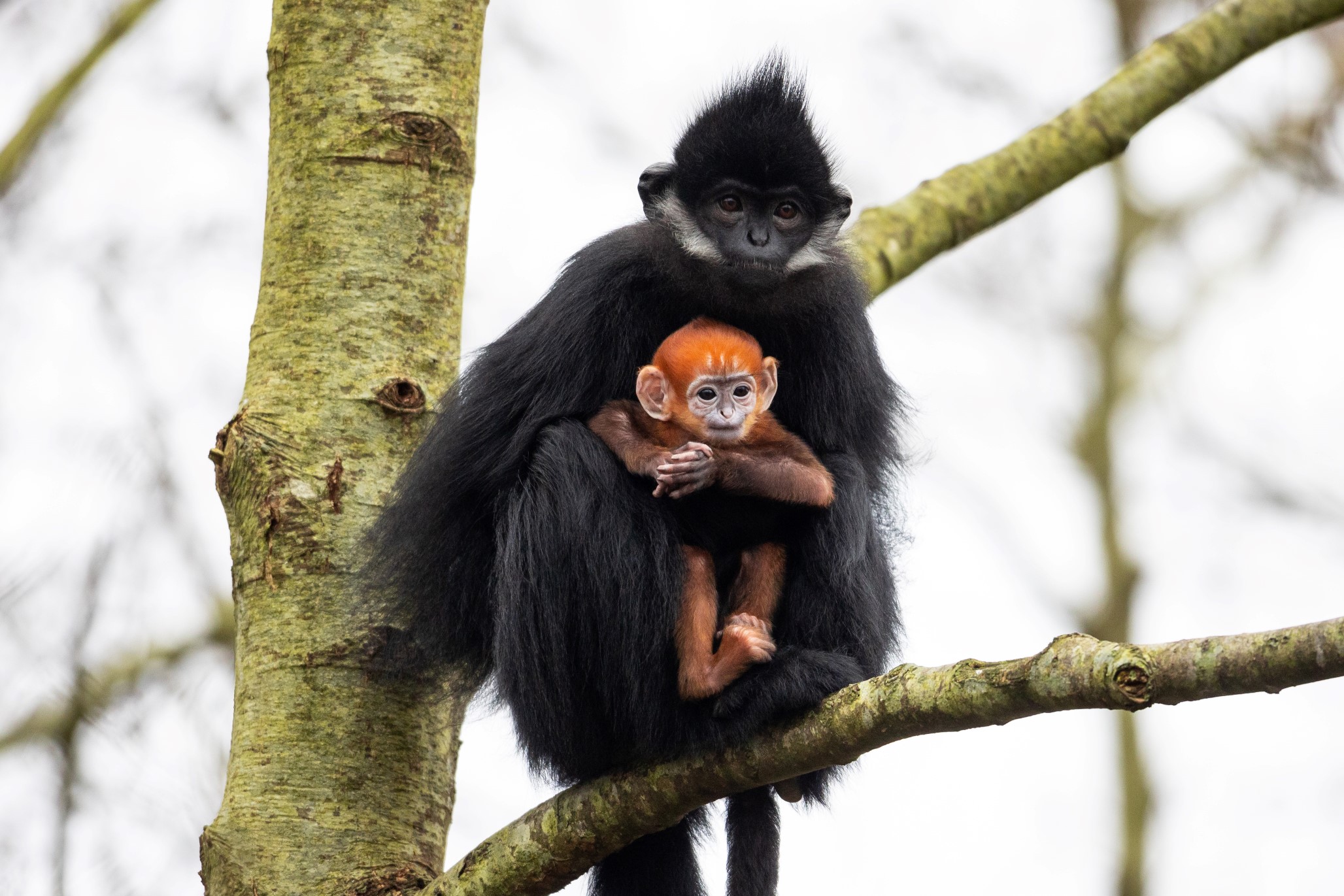 First Baby François Langur Monkey born at Fota Wildlife Park