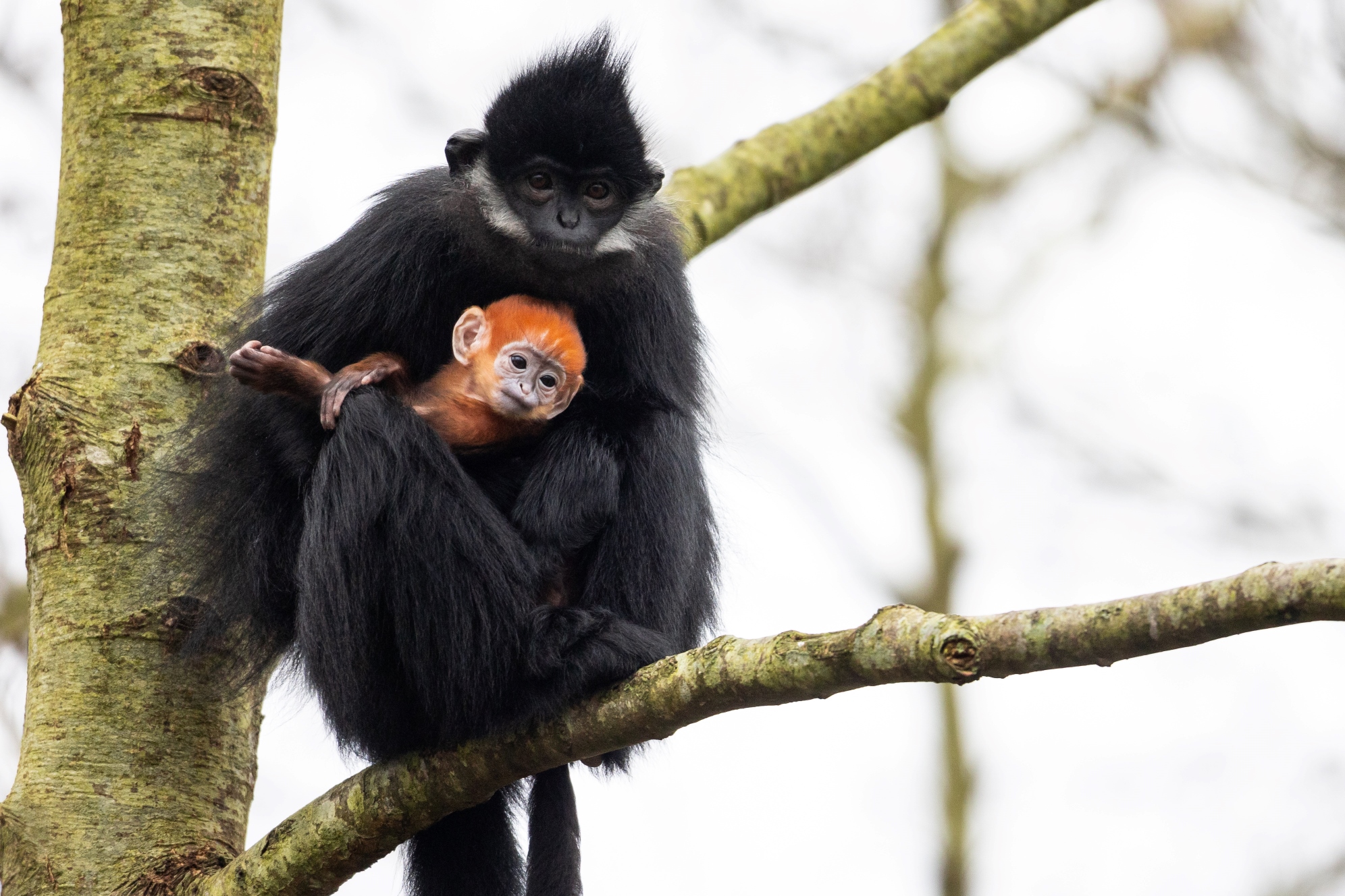First Baby François Langur Monkey born at Fota Wildlife Park - Fota  Wildlife Park