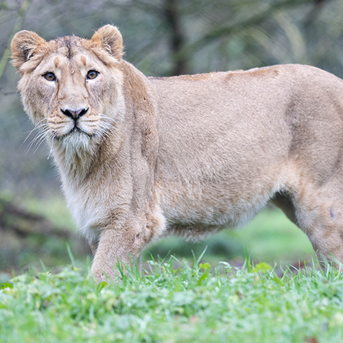 Fota-born Asiatic lioness, Arya, returns!