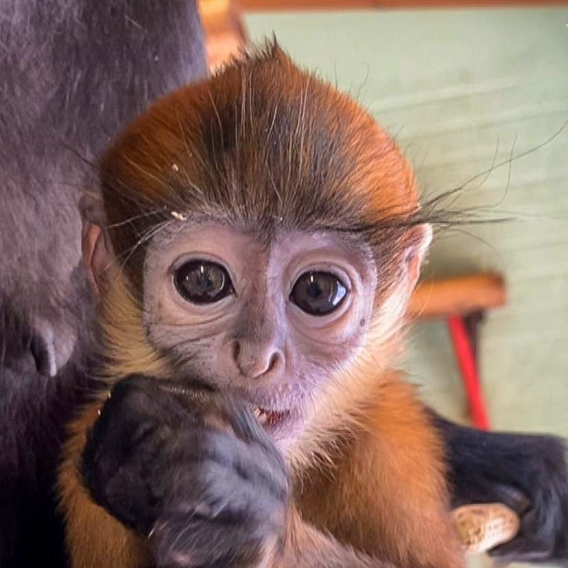 First Baby François Langur Monkey born at Fota Wildlife Park Named