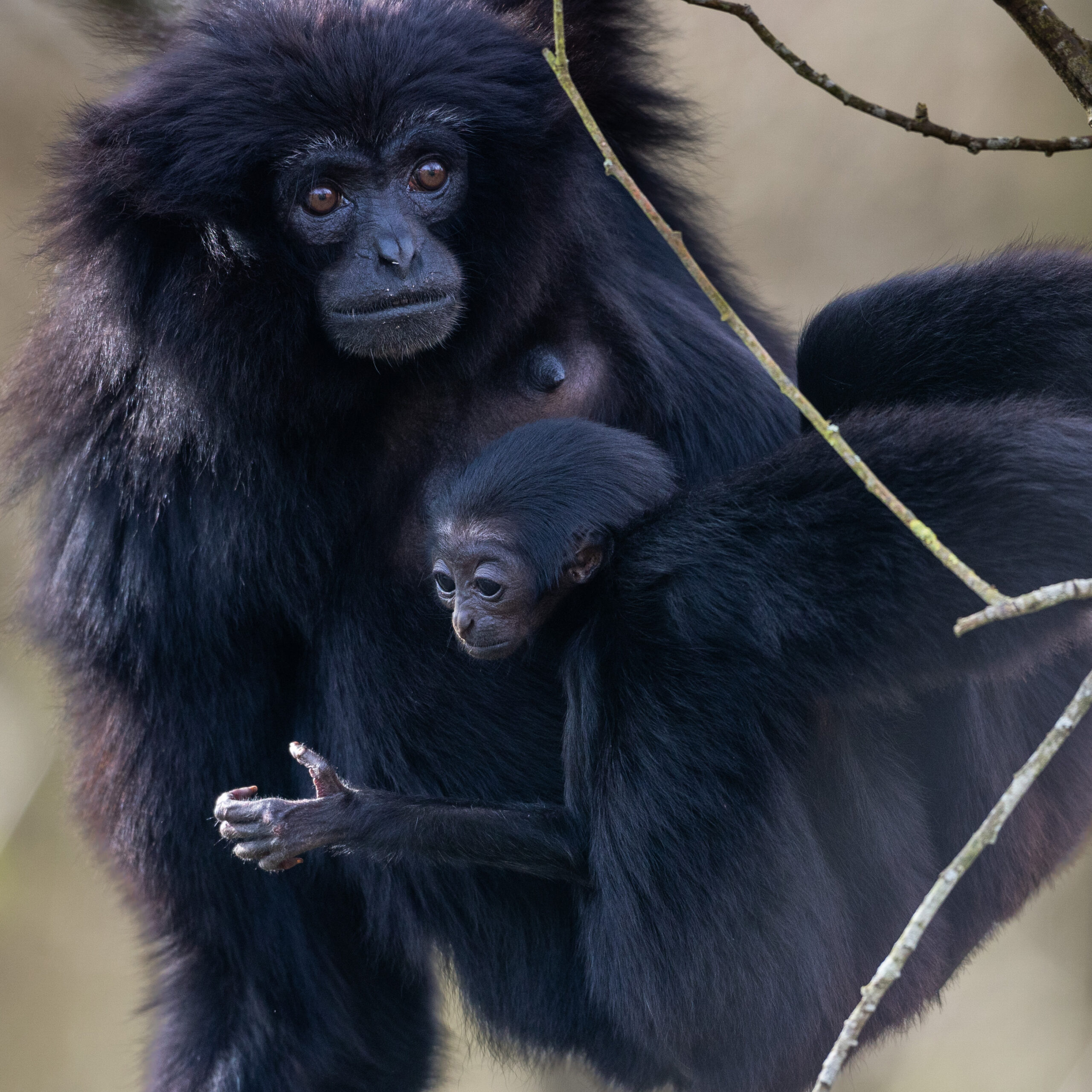 New Addition to the Fota Wildlife Park Family: Agile Gibbon Welcomed to the World