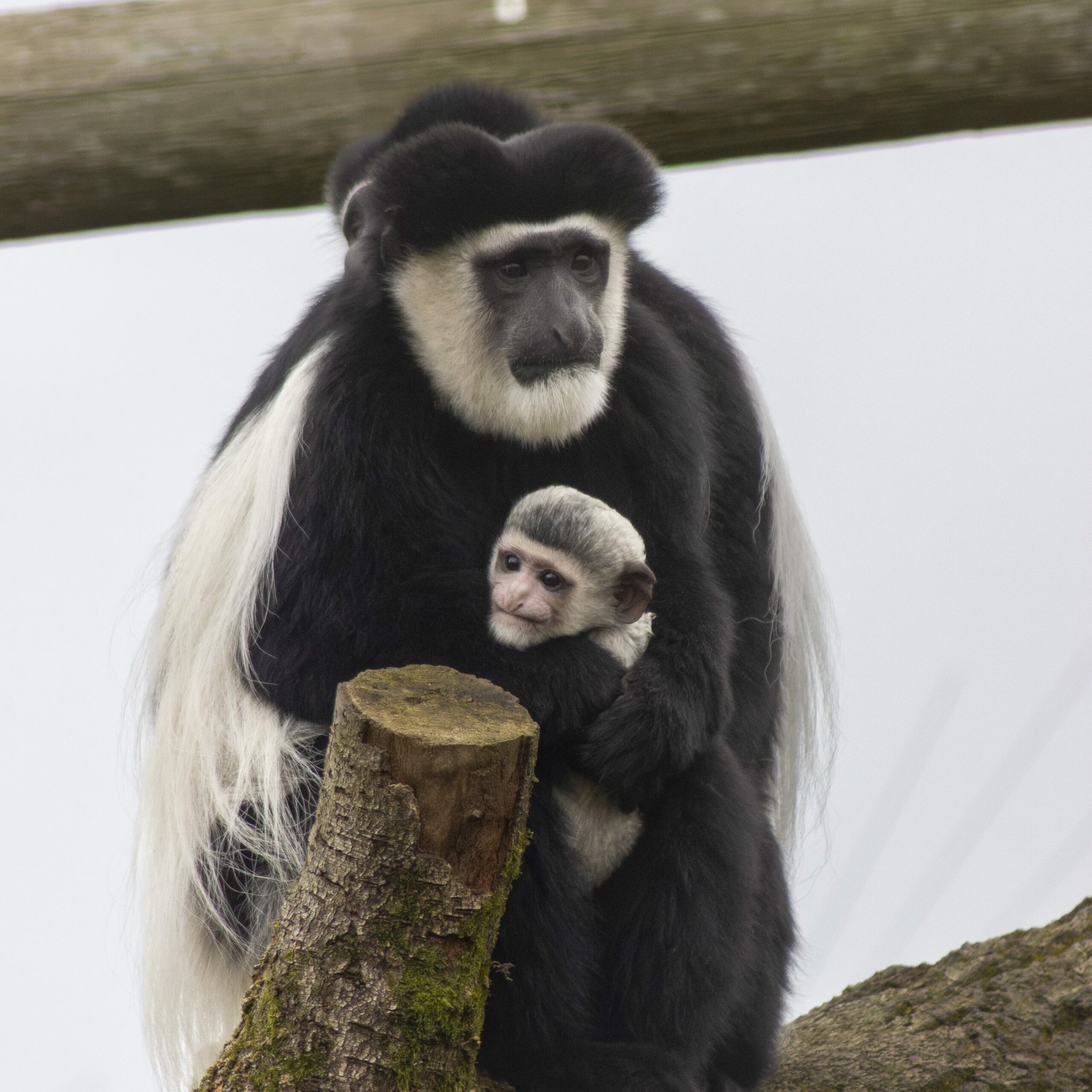 A New Addition to Fota Wildlife Park, Baby Black and White Colobus Monkey Announced