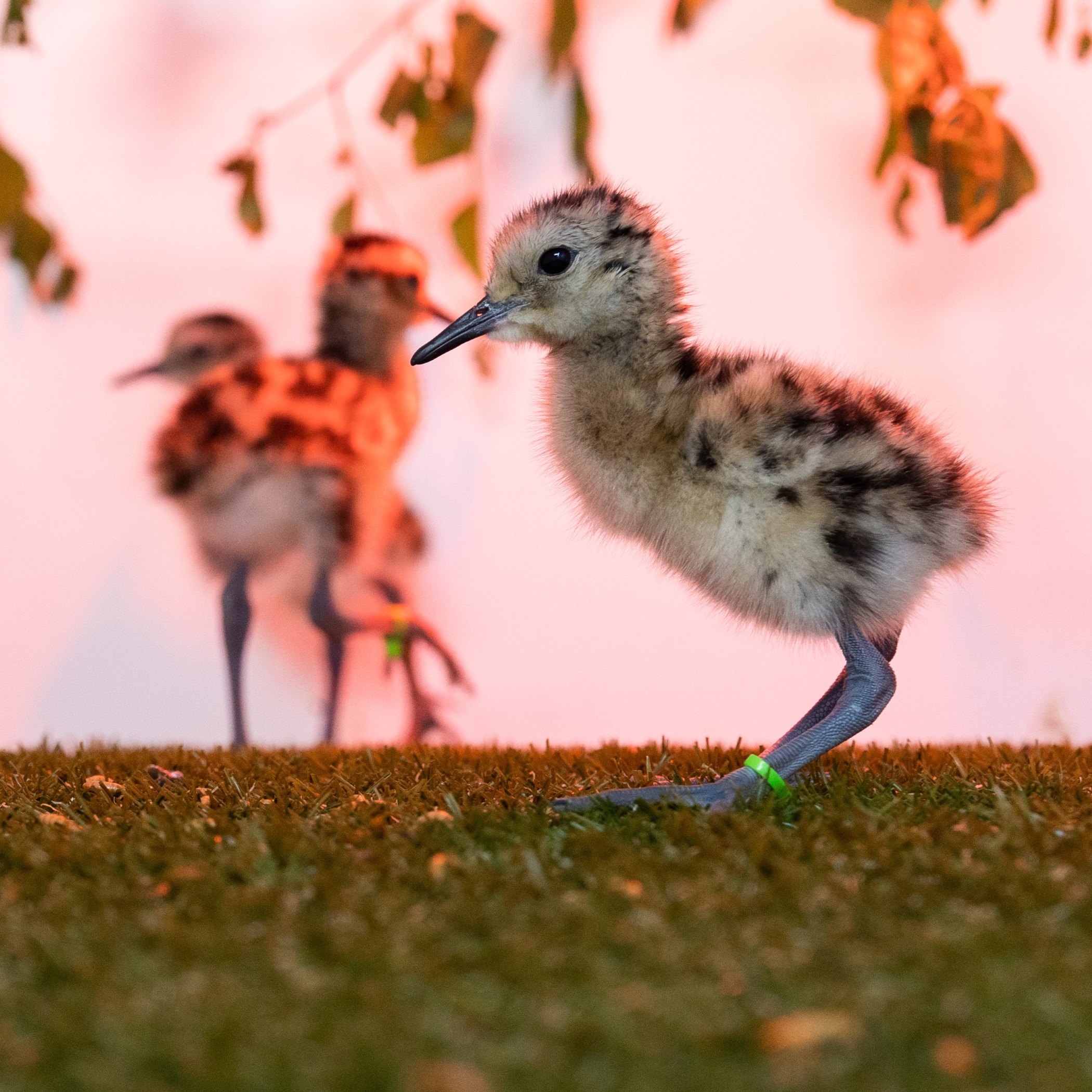 Twelve curlew chicks hatch at Fota Wildlife Park as part of partnership with the Breeding Waders EIP