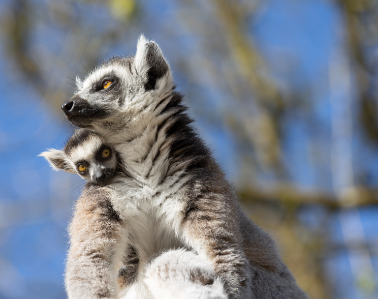 Fota Wildlife Park Celebrates Birth of Five Endangered Ring-Tailed Lemurs